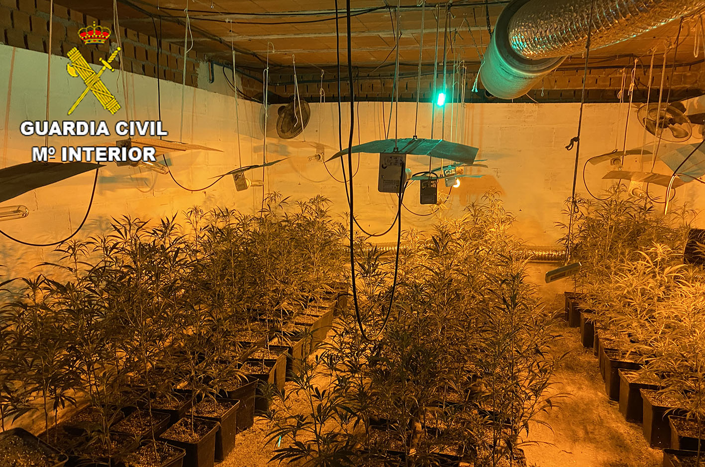 En el interior de la vivienda se encontraron con una plantación de marihuana.