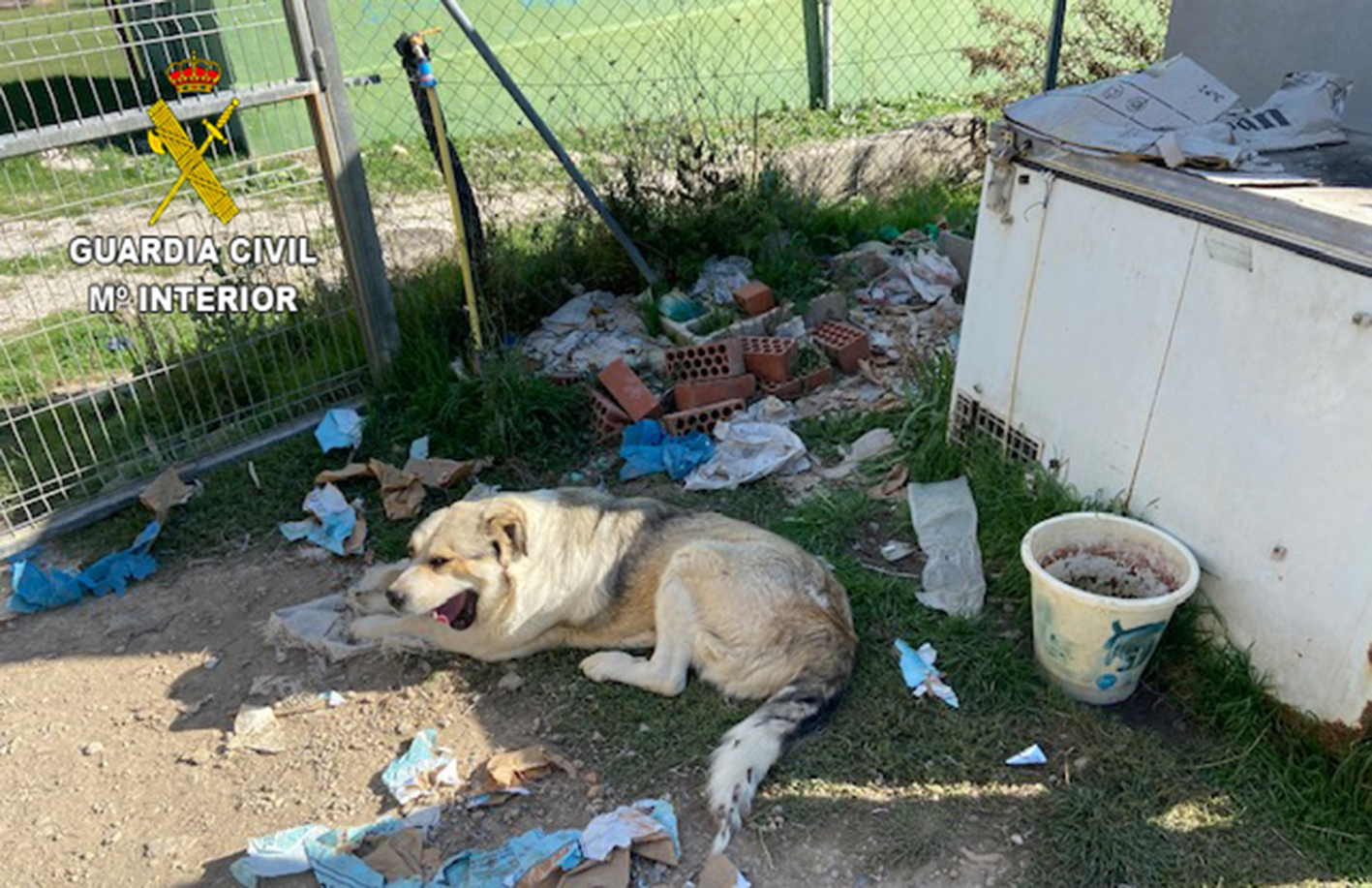 Un detalle de cómo tenían a uno de los perros en el supuesto núcleo zoológico