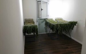 Marihuana en Tomelloso