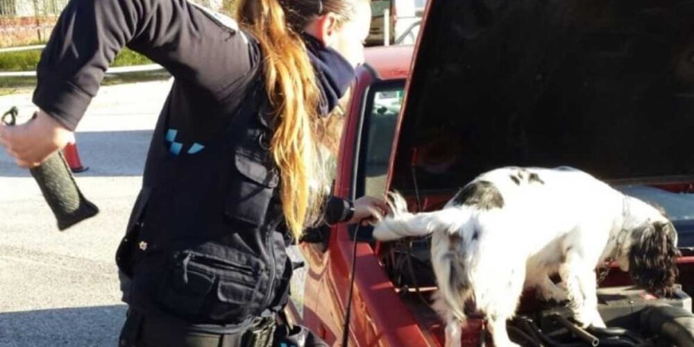 Imagen de archivo del perro detector de estupefacientes de la Policía Local de Toledo junto a su guía.