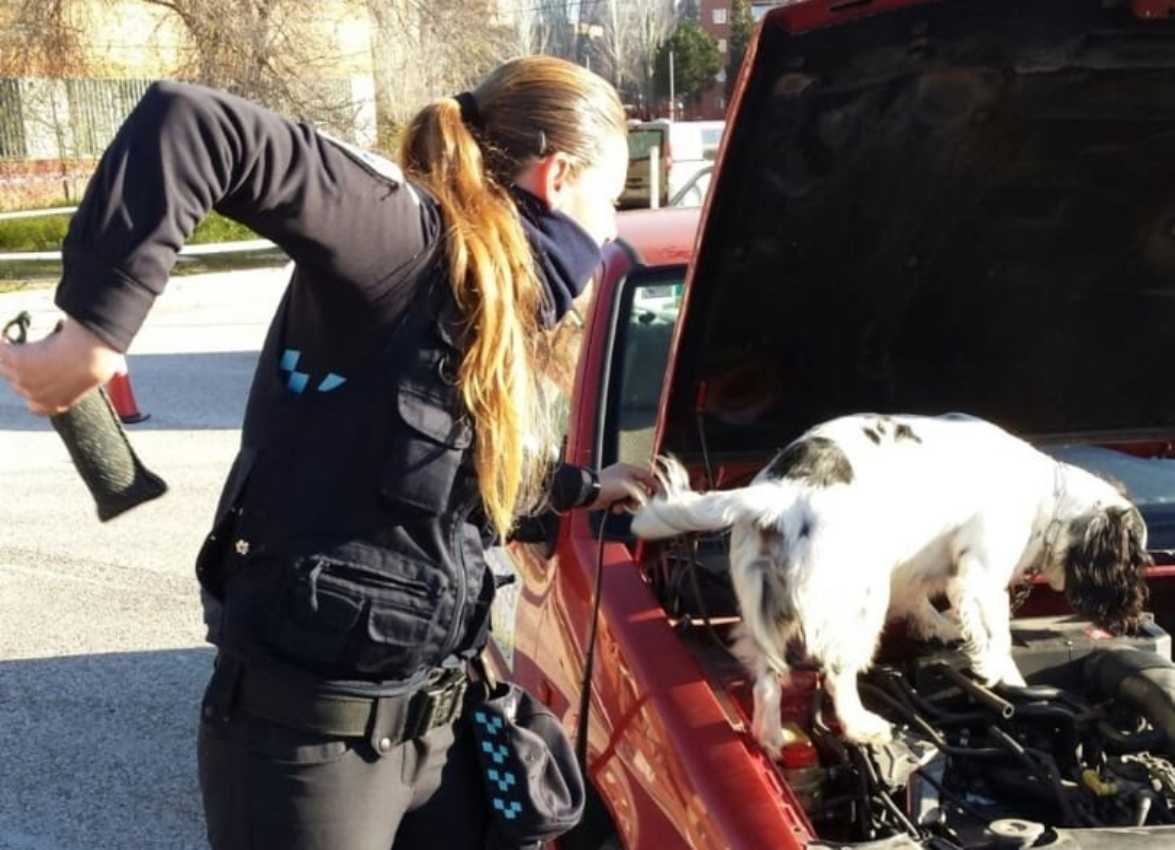 Imagen de archivo del perro detector de estupefacientes de la Policía Local de Toledo junto a su guía.