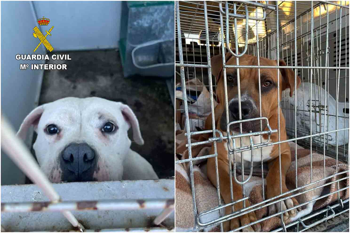 Imagen de los perros rescatados en Escalona (Toledo).