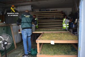 Secadero de marihuana que había en La Torre de Esteban Hambrán.