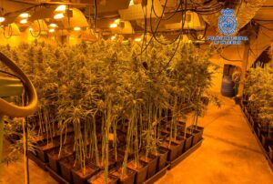 Plantación de marihuana en Mocejón (Toledo).