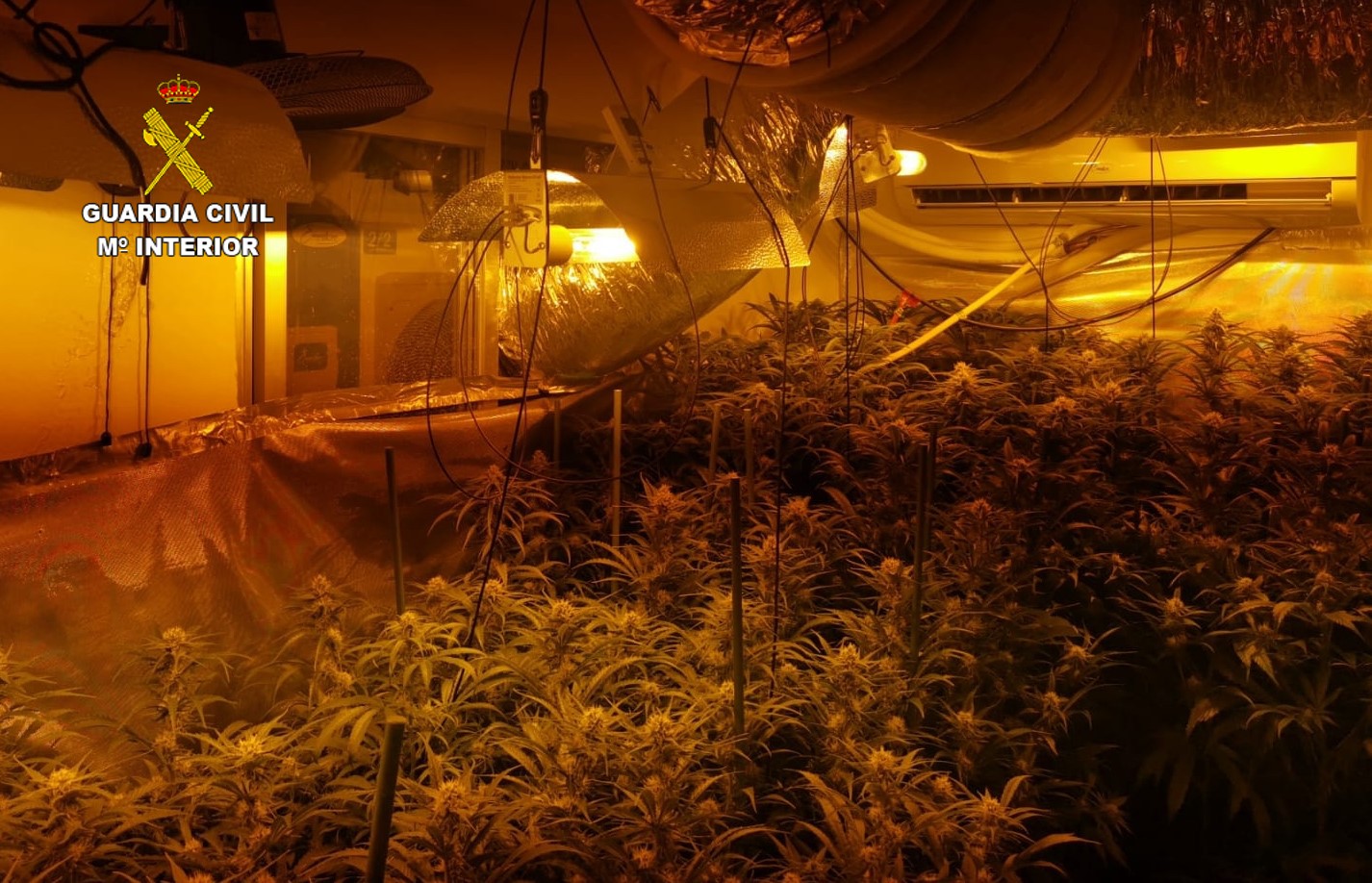 Plantación marihuana en El Carpio de Tajo