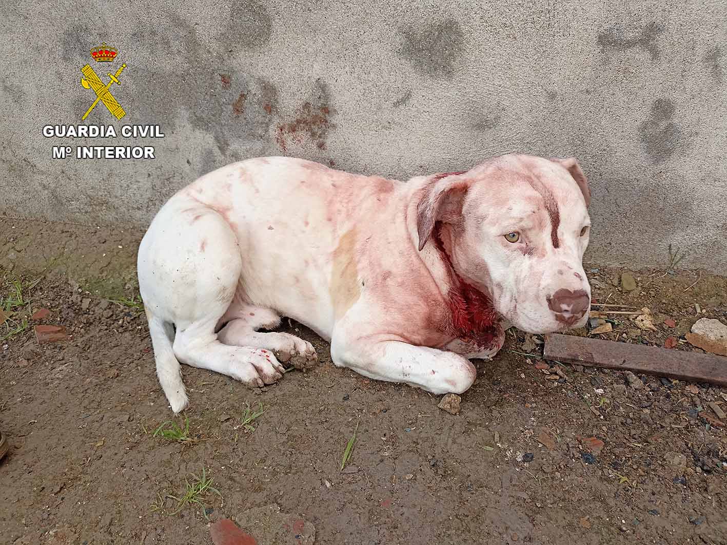 Así estaba este cachorrillo en la casa de la mujer que gritaba.