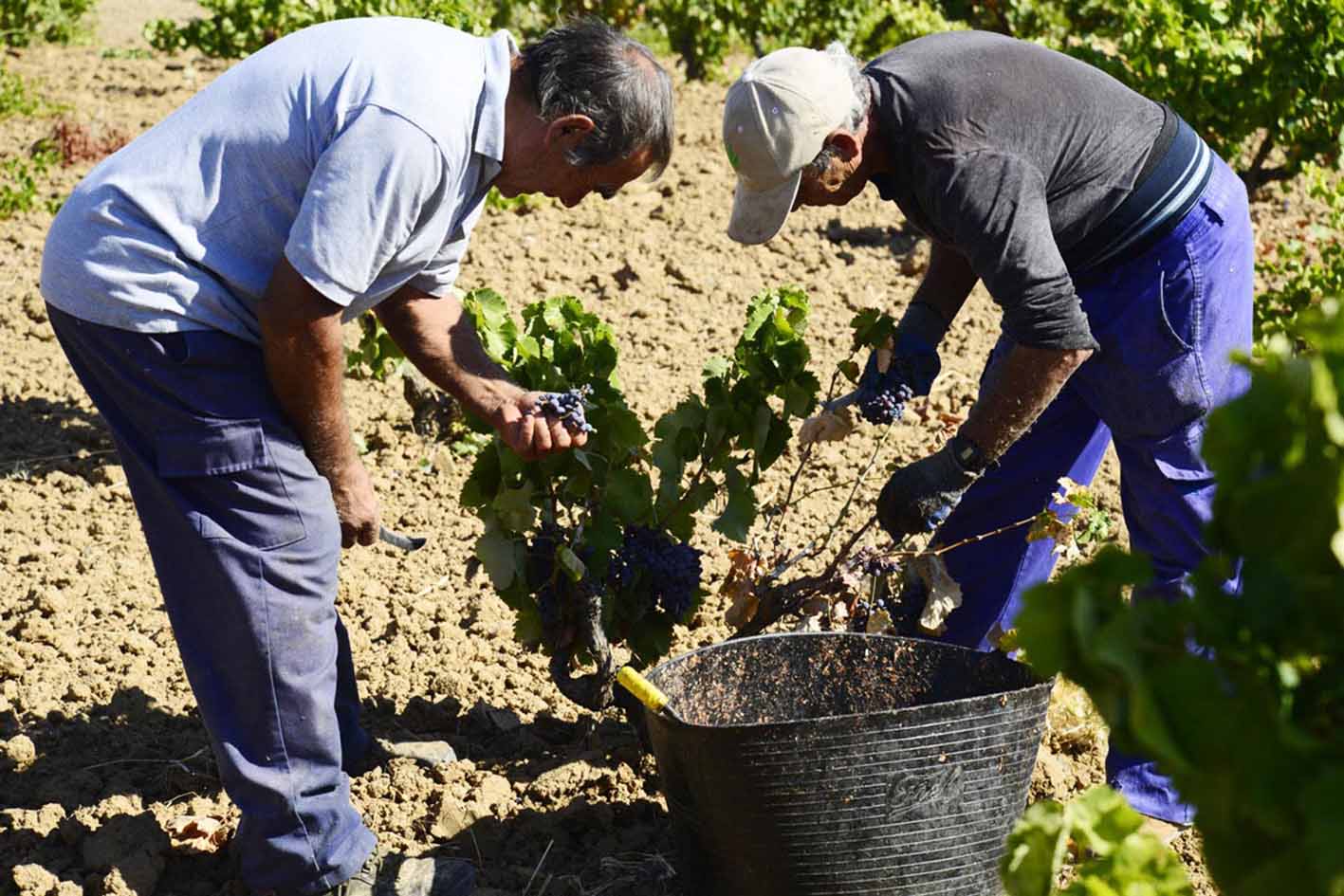 vendimia-personas-cultivar-uva-campo