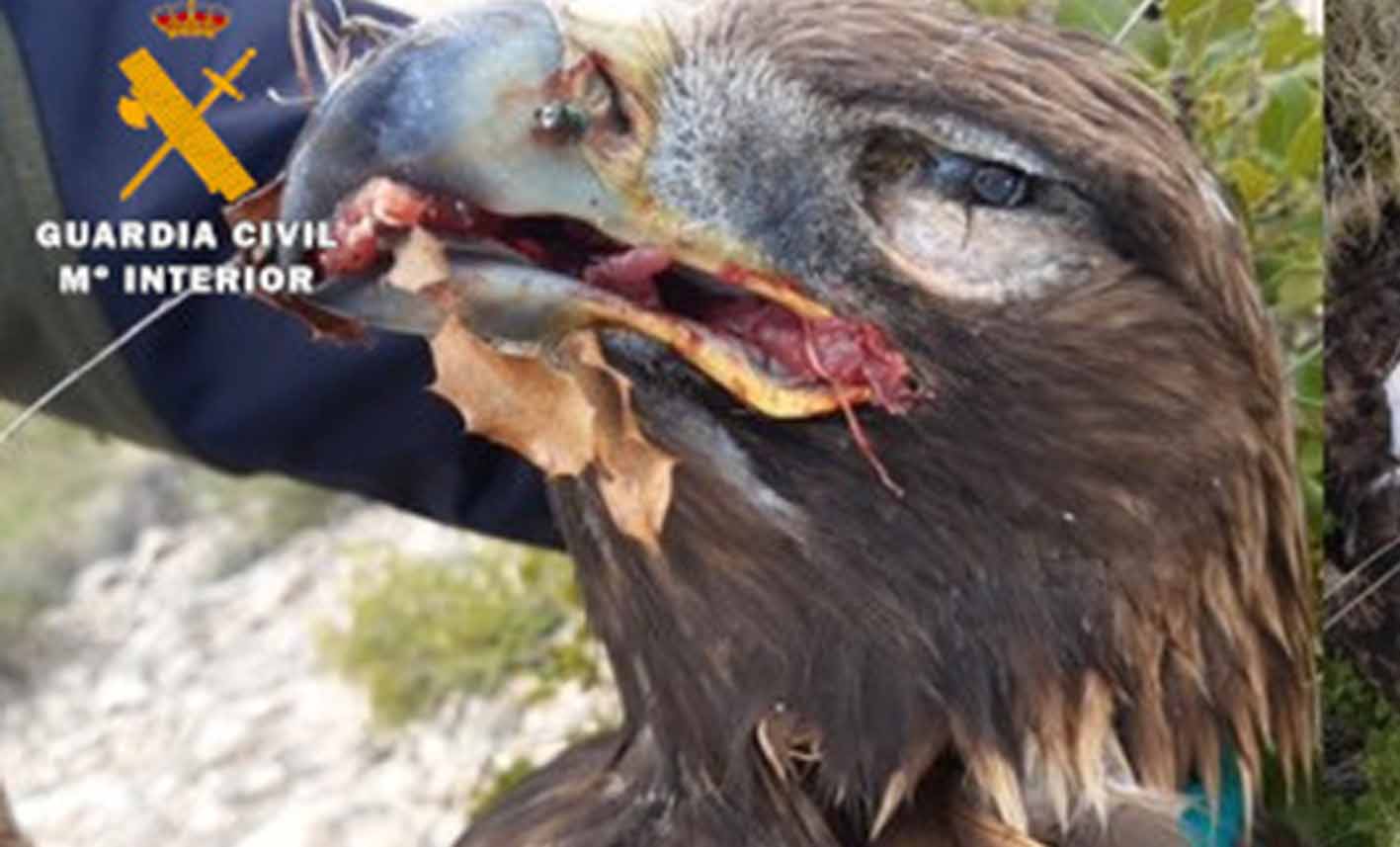 Una de las águilas muertas.