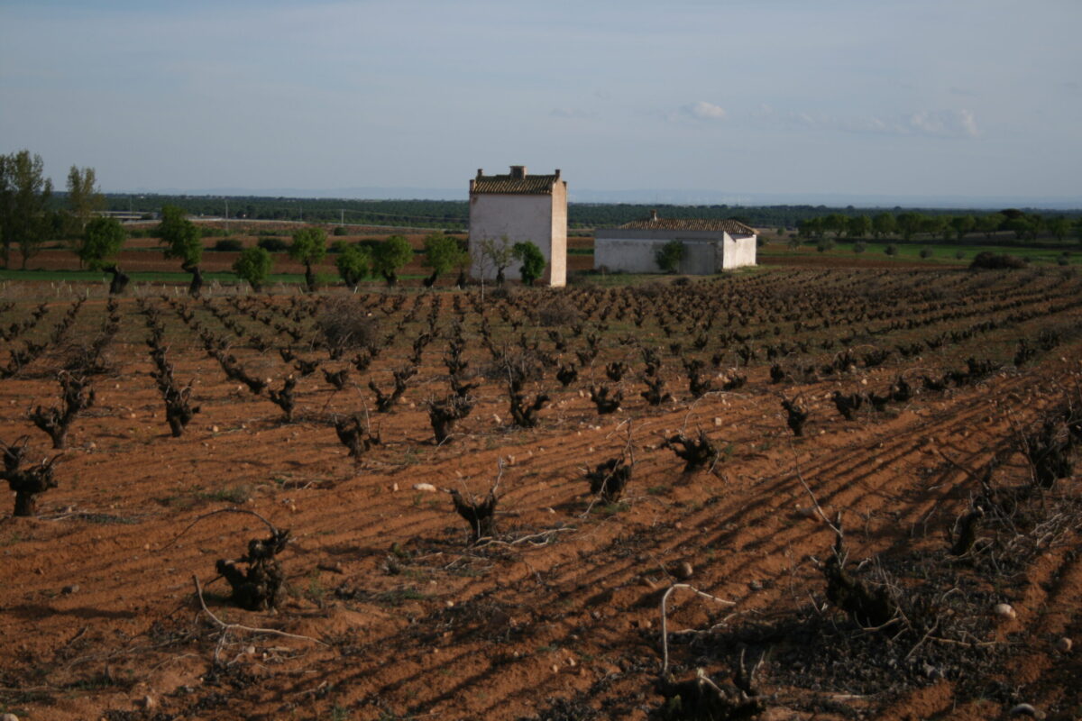 viña-manchuela-conquense