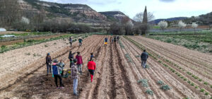 alkhalachofa-huerto