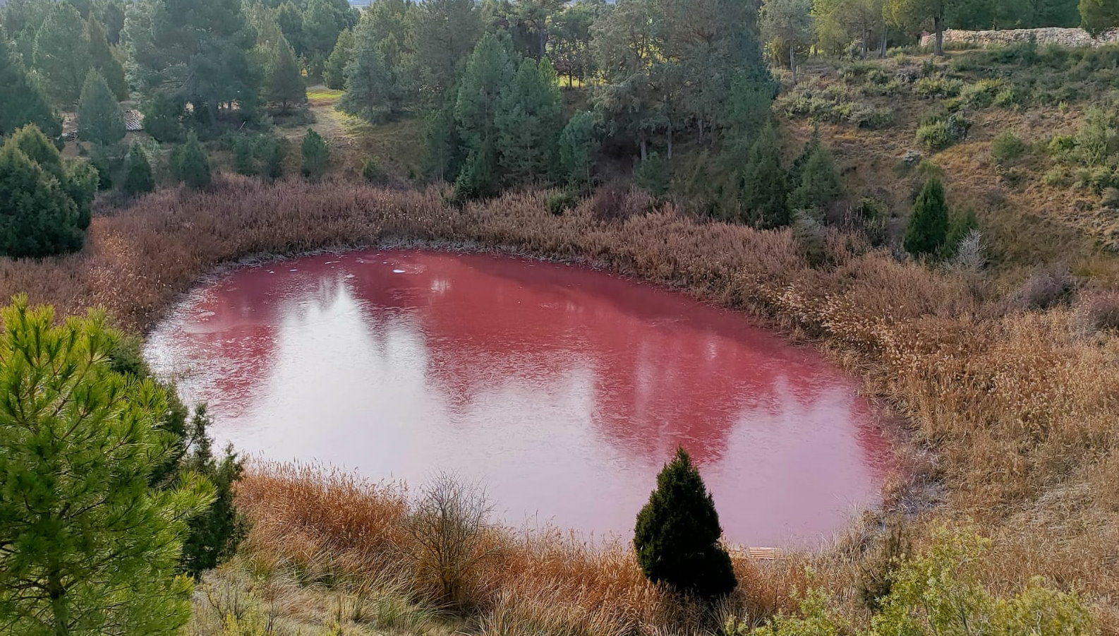 Así se puede ver el lagunillo de las Tortugas, totalmente rosa. ¡Qué chulada! Foto: David Romero.