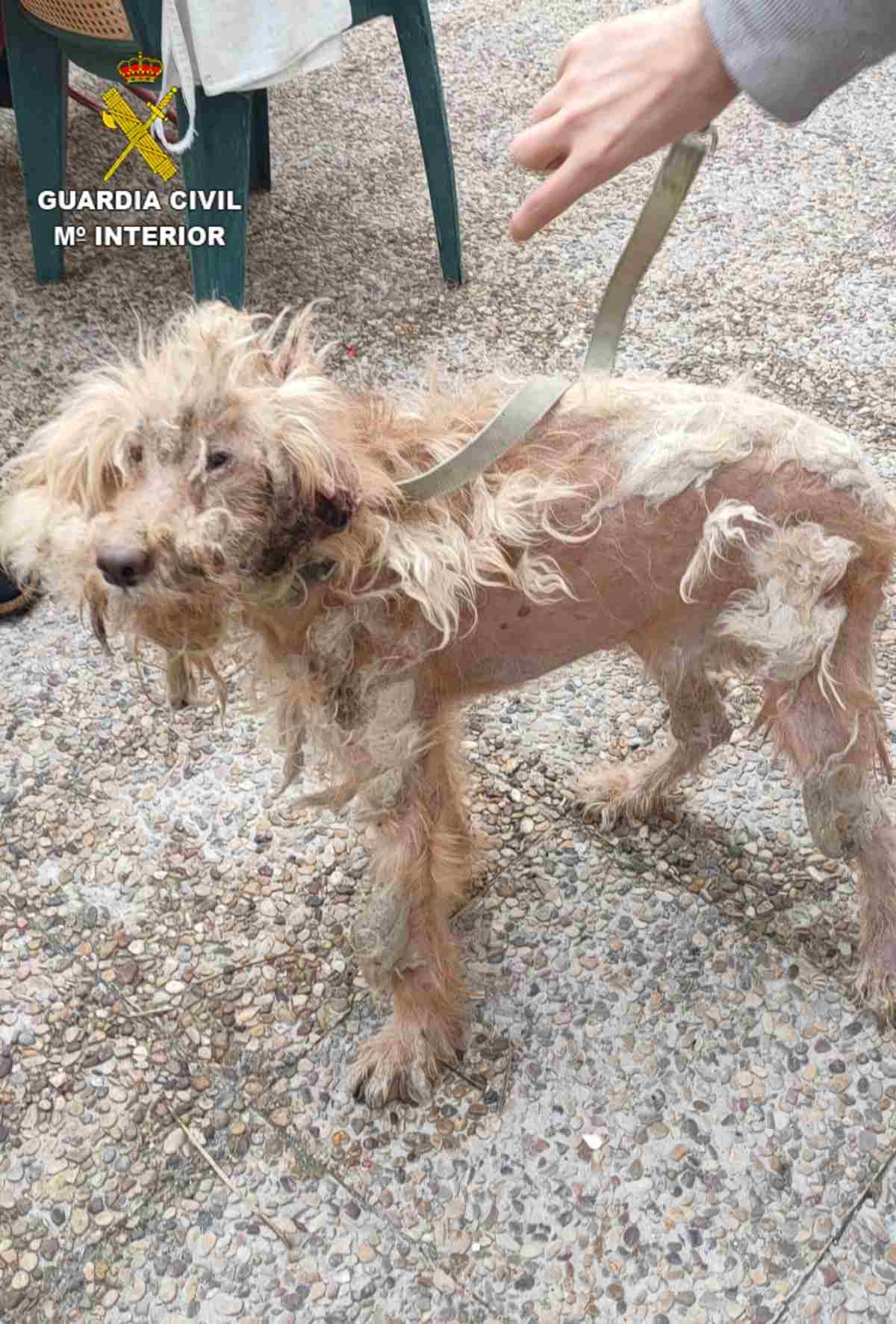 El perro ya está a cargo de una protectora de animales.