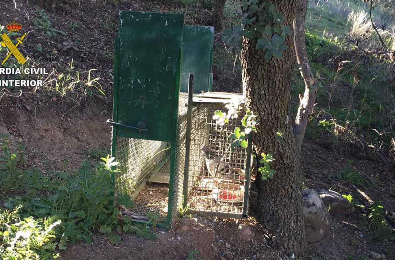 Caja trampa en la que cayó el meloncillo.