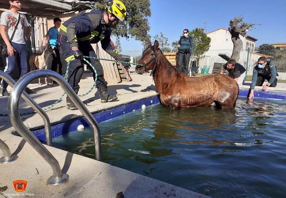 Los Bomberos de Toledo tuvieron que rescatar al animal de una piscina en El Casar de Escalona.