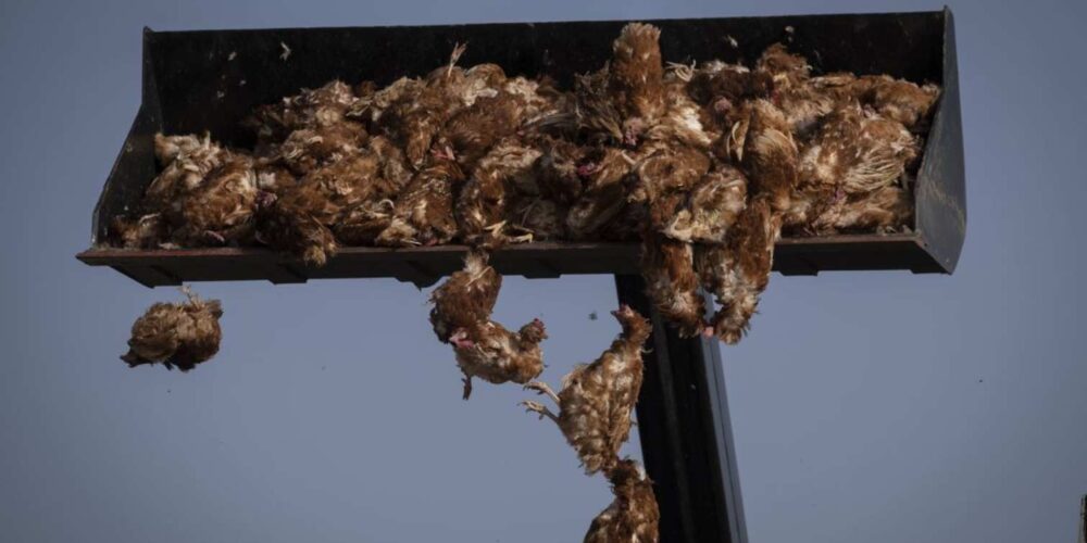 Imagen de archivo del una granja de Valladolid donde fueron sacrificadas 130.000 gallinas por un brote de gripe aviar. Foto: Greenpeace.