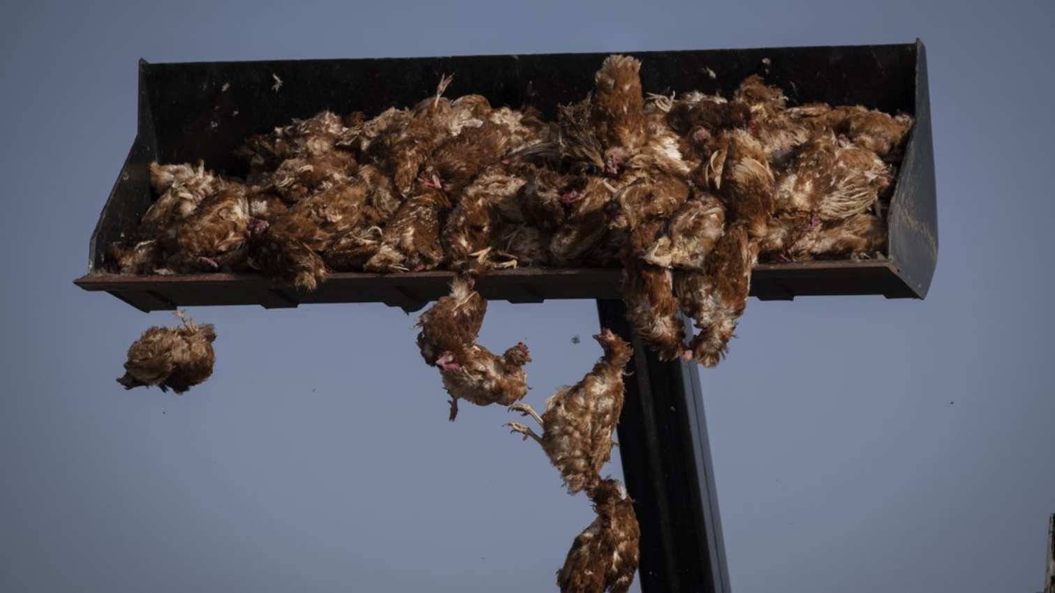 Imagen de archivo del una granja de Valladolid donde fueron sacrificadas 130.000 gallinas por un brote de gripe aviar. Foto: Greenpeace.