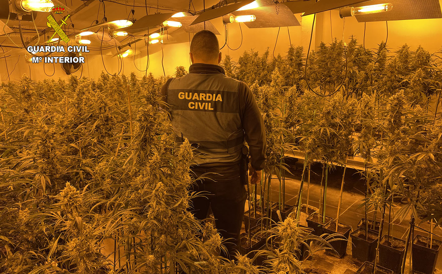 Un agente de la Guardia Civil, en la plantación de marihuana.