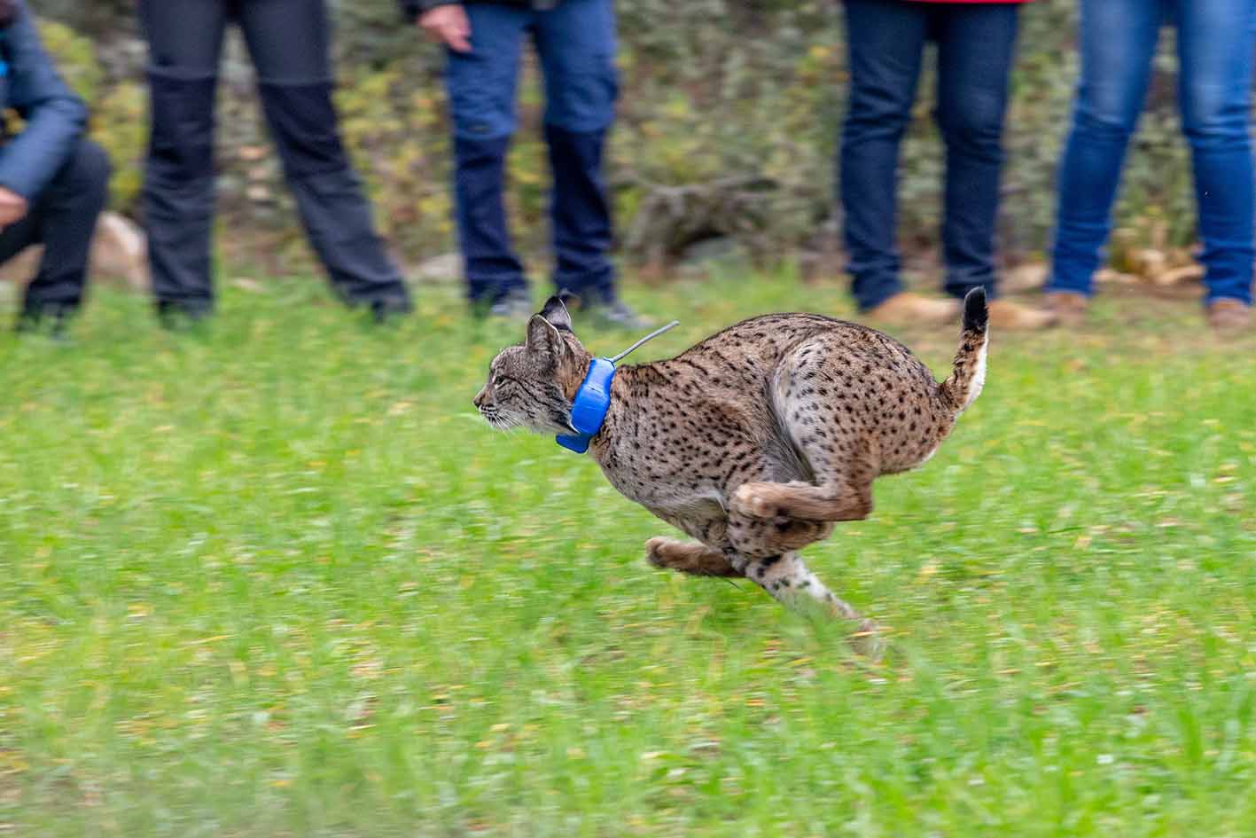 Lince ibérico suelta