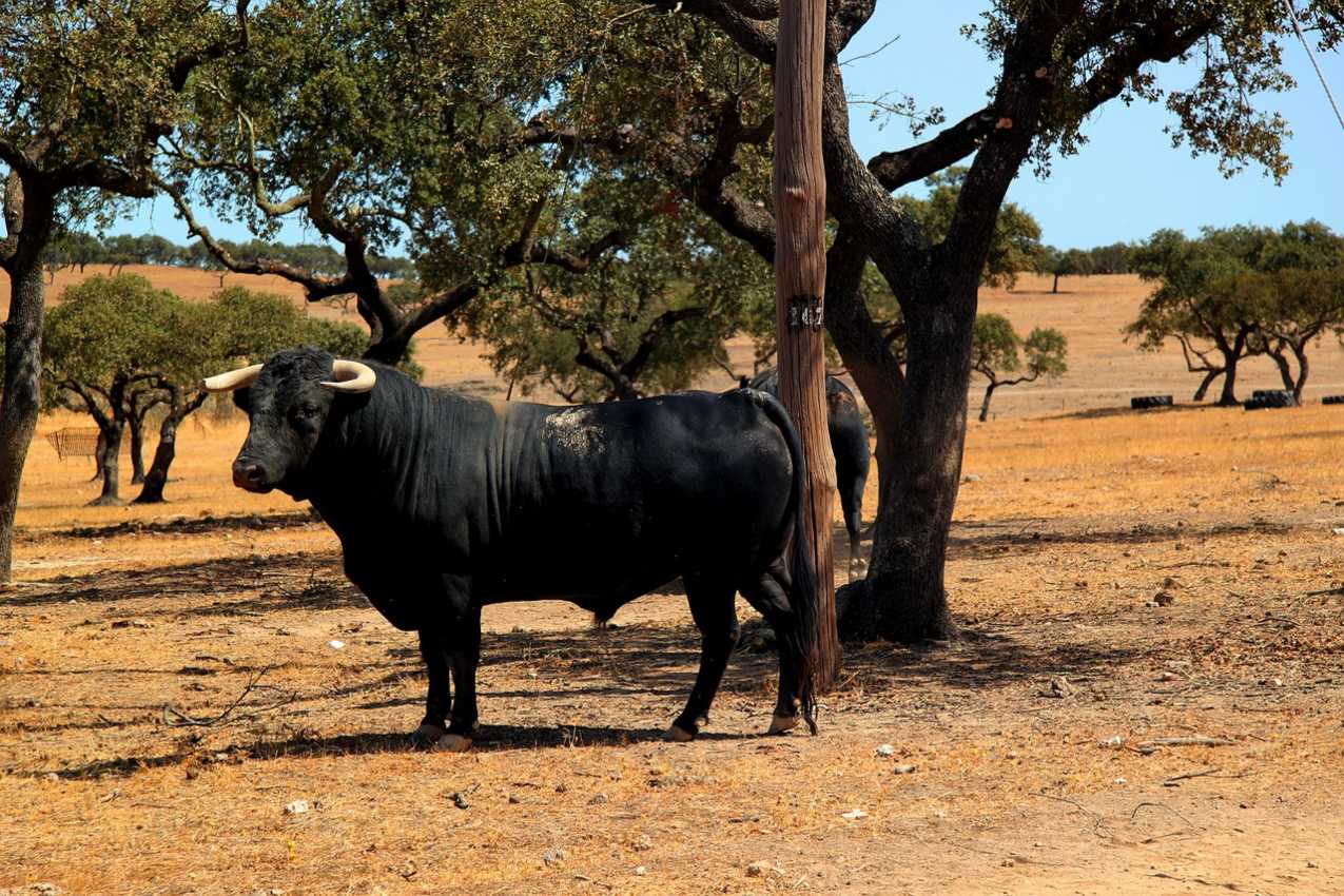 Imagen de archivo de toro bravo.