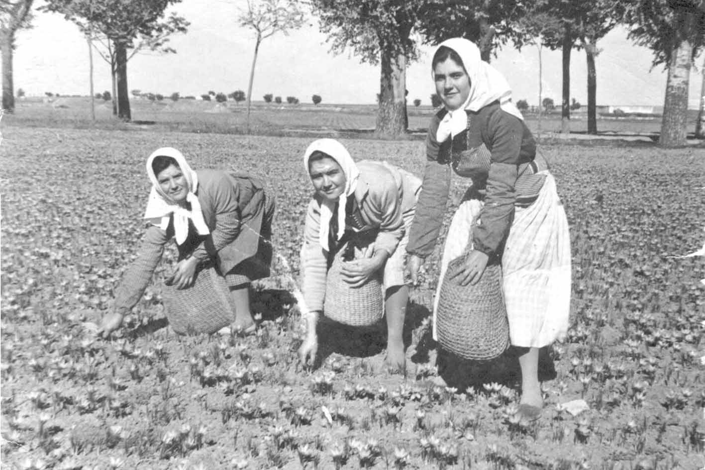 Exposición fotografía por 8m, mujeres recogen azafrán