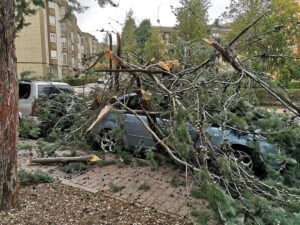 Árbol caído en la Fuente del Oro, el lunes 14 de marzo.