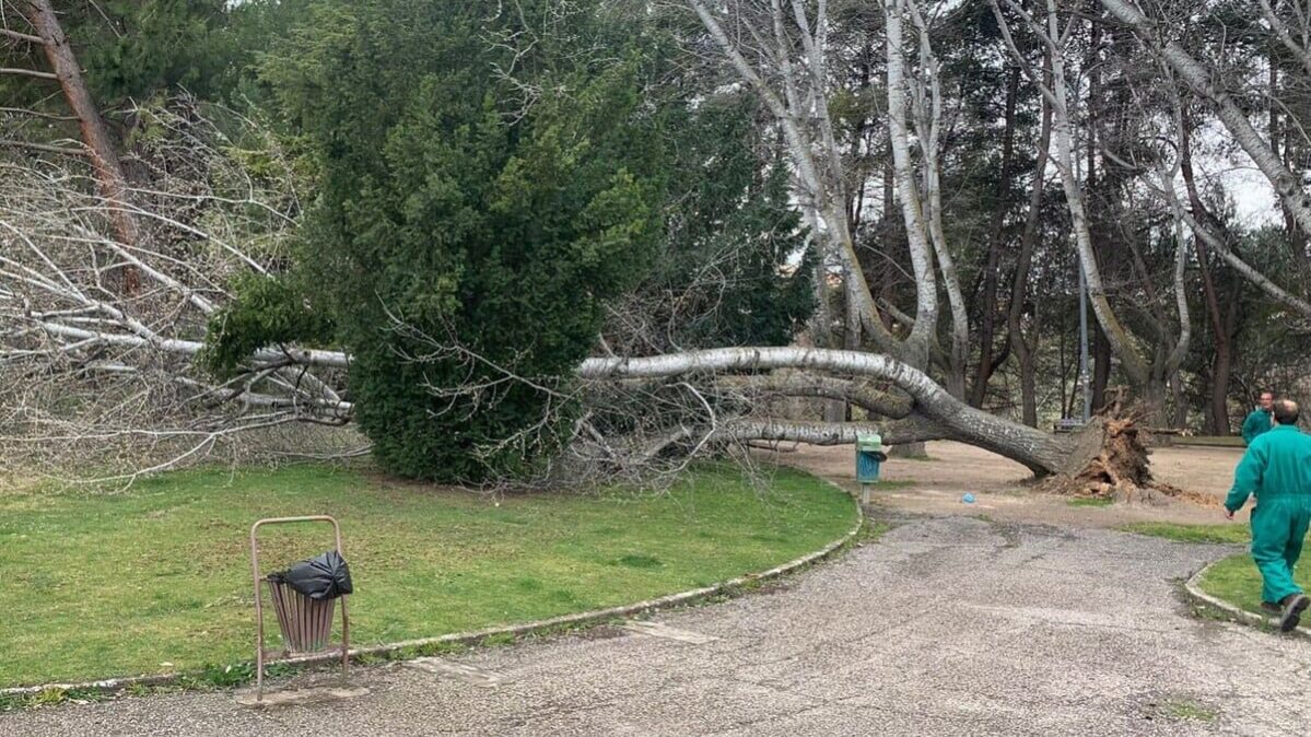 Árbol caído en el Parque de los Moralejos.