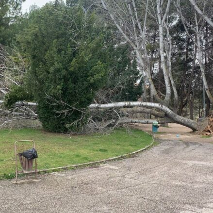Árbol caído en el Parque de los Moralejos.