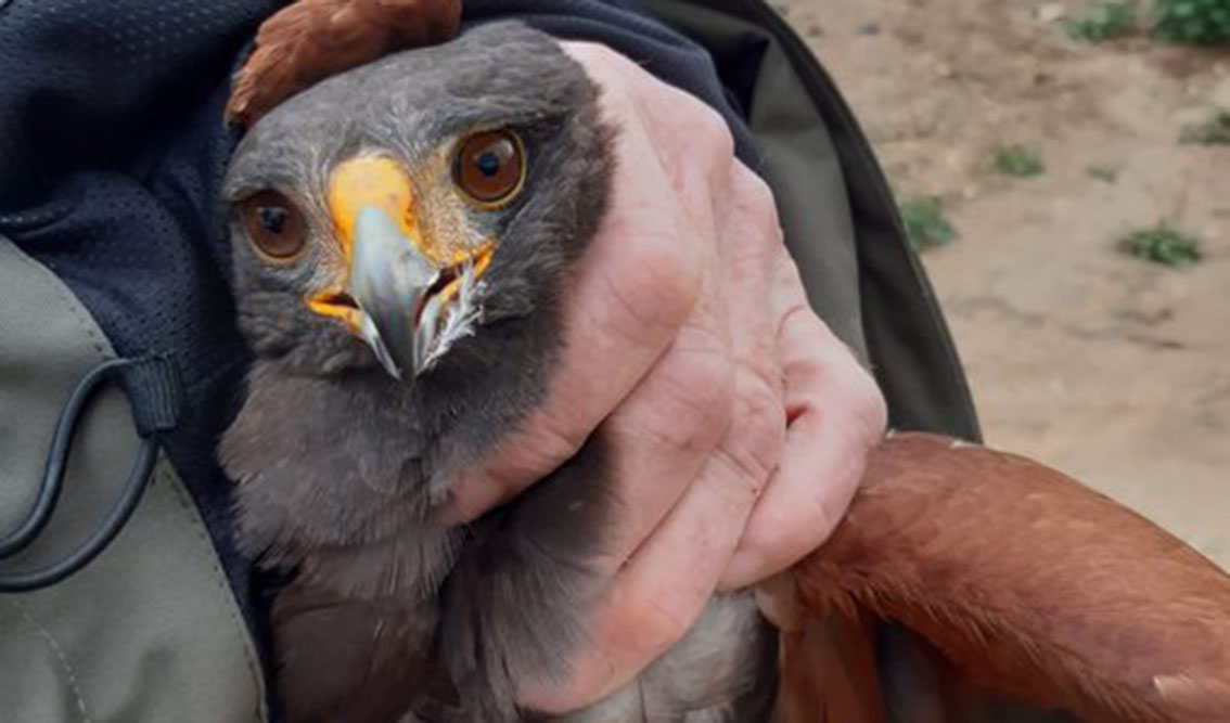 El águila, de pequeño tamaño, fue recuperado sano y salvo. Foto: Agentes Medioambientales de CLM.
