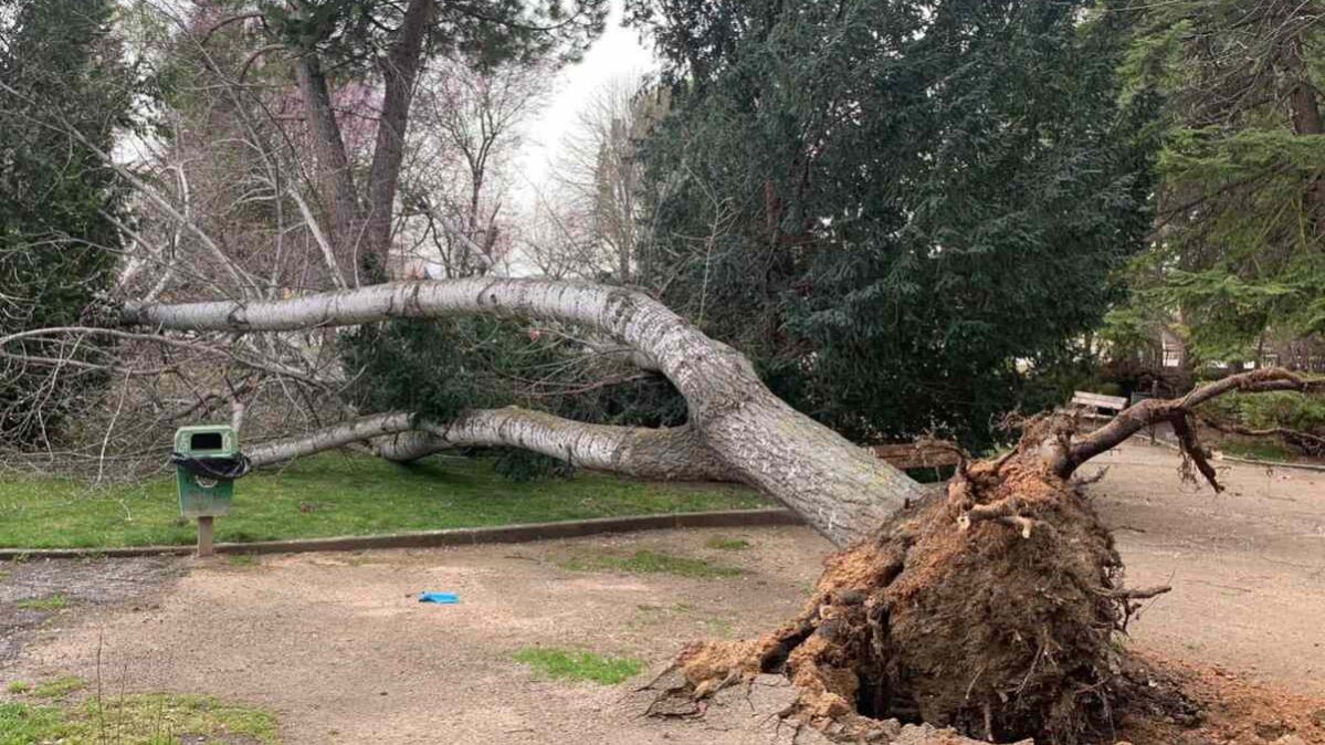 Árbol caído en el Parque de los Moralejos.