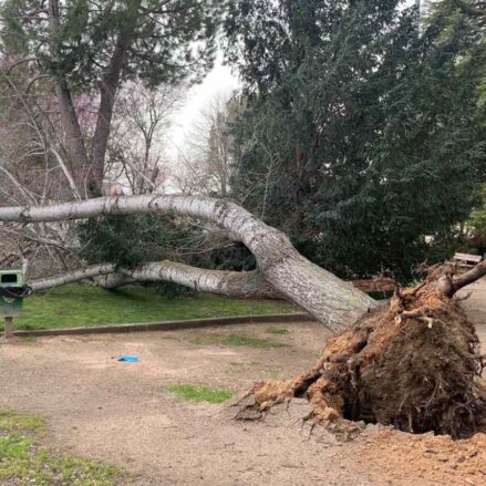 Árbol caído en el Parque de los Moralejos.