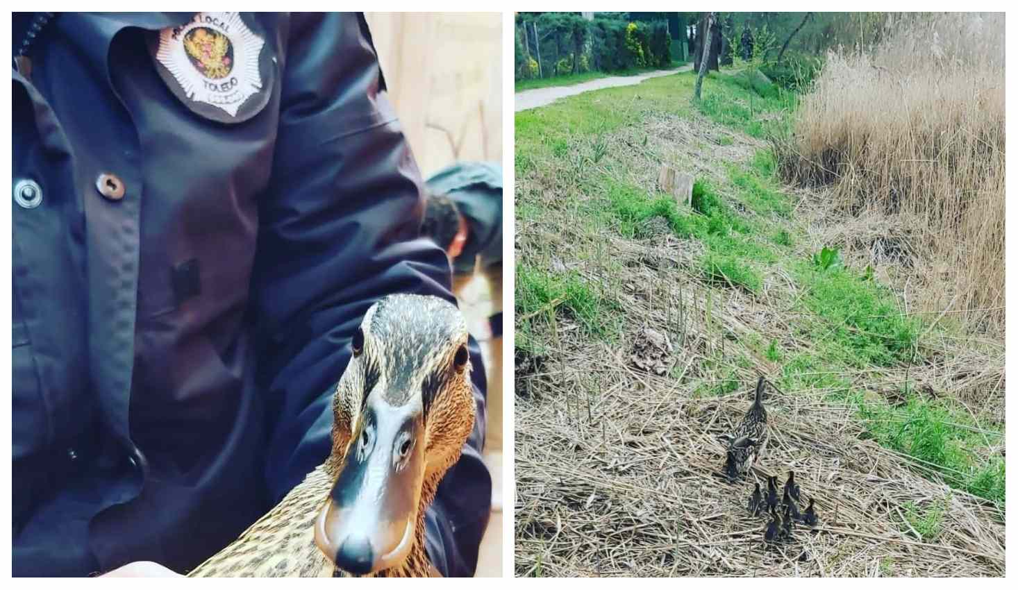 Los patos rescatados por la Policía Local de Toledo.