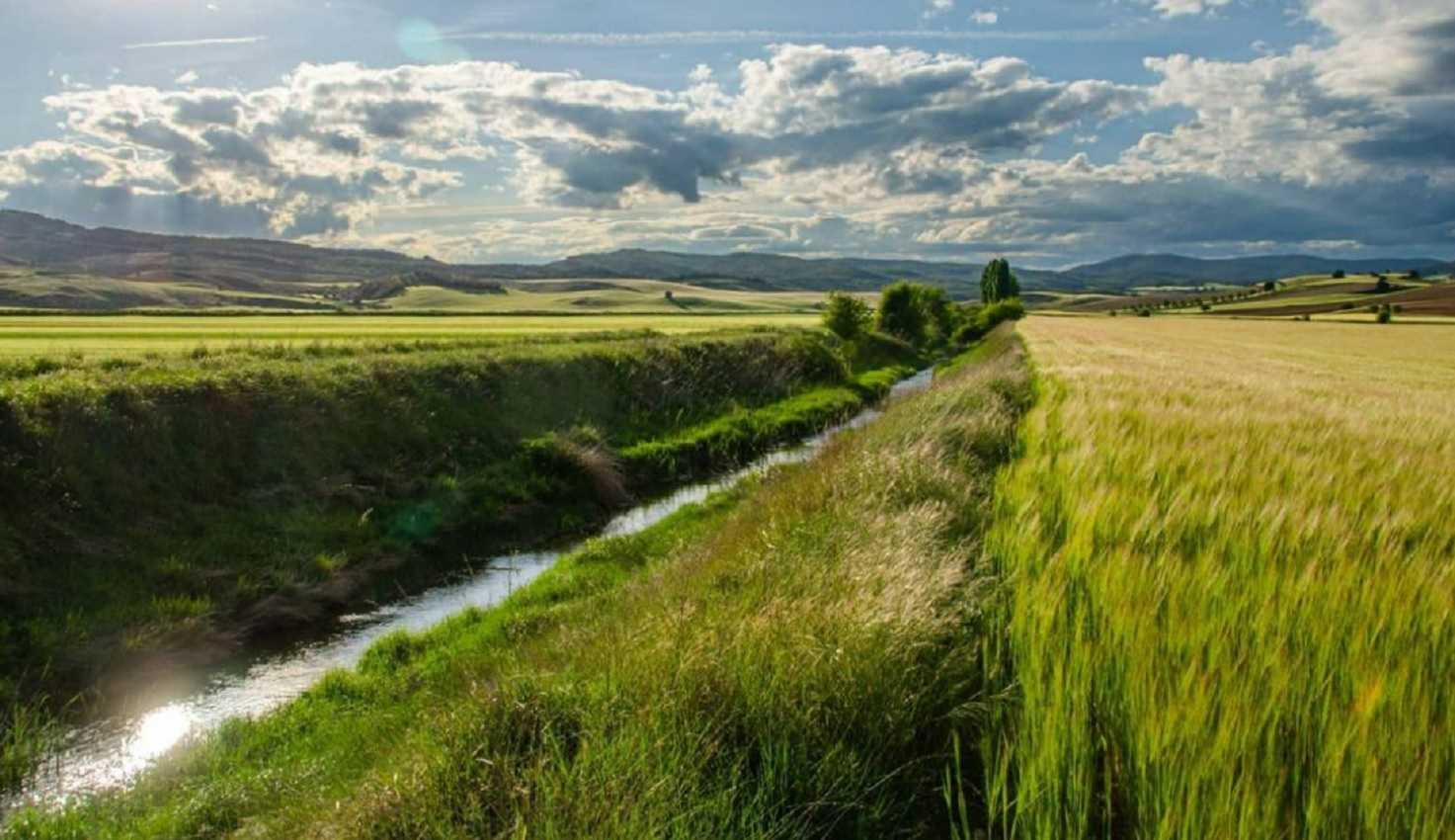 campo, agricultura, tractor, cebada, trigo,
