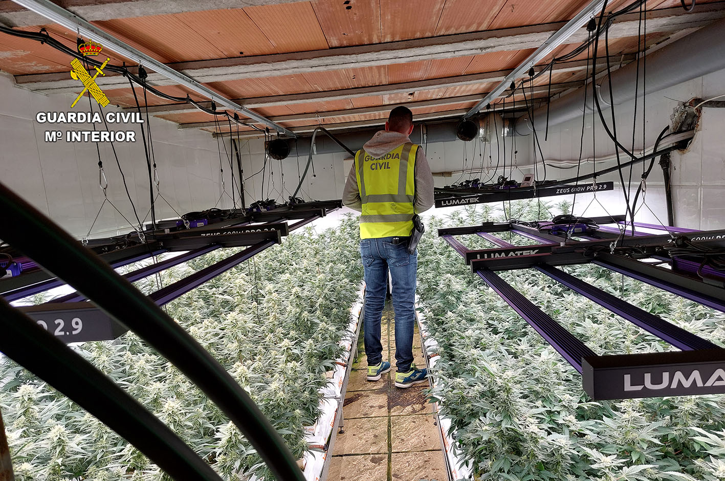 En el interior de la vivienda había casi 1.500 plantas de marihuana y casi 15 kilos de cogollos.