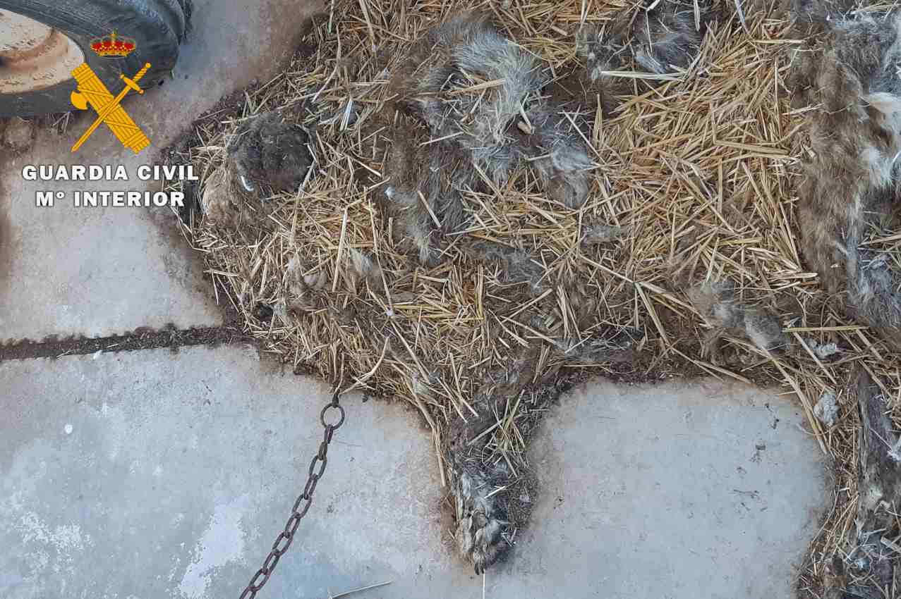 Uno de los perros muertos estaba atado a una cadena y en avanzado estado de descomposición.