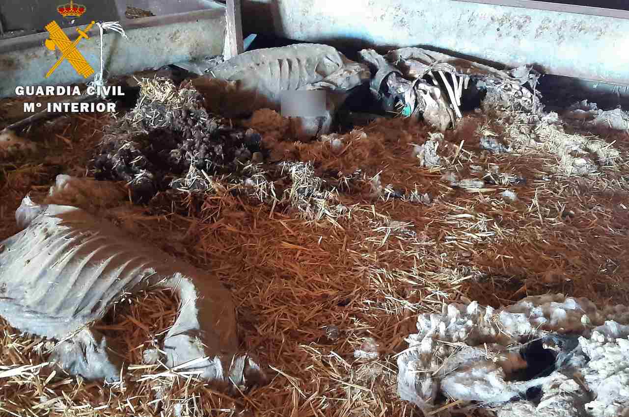Imágenes de los animales muertos en las explotaciones ganaderas.