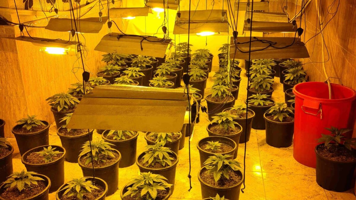 La Policía Nacional interviene 180 plantas de marihuana en La Milagrosa. 
