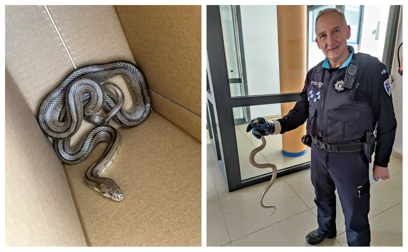 La serpiente escalera que ha llevado un vecino a la Jefatura de la Policía Local de Albacete.