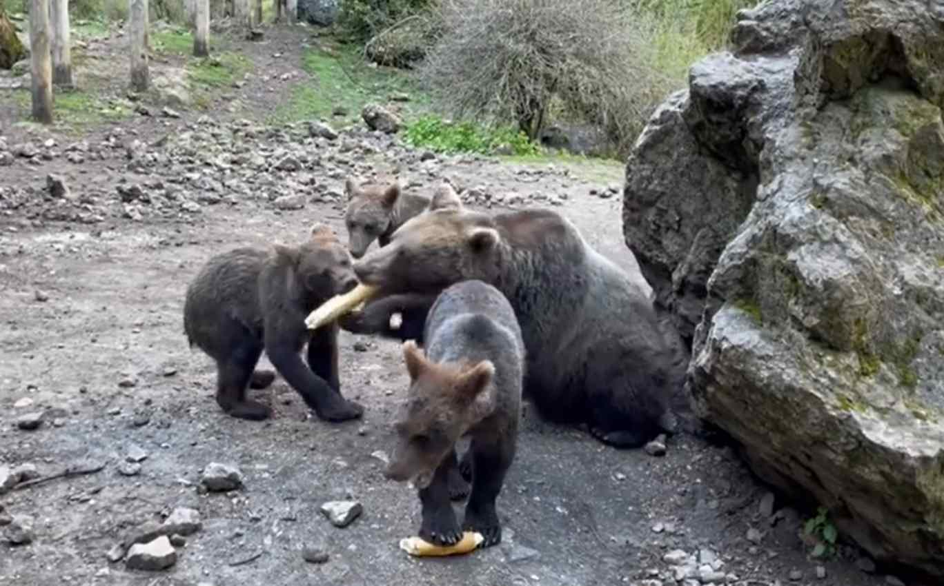 osos, oso, hosquillo
