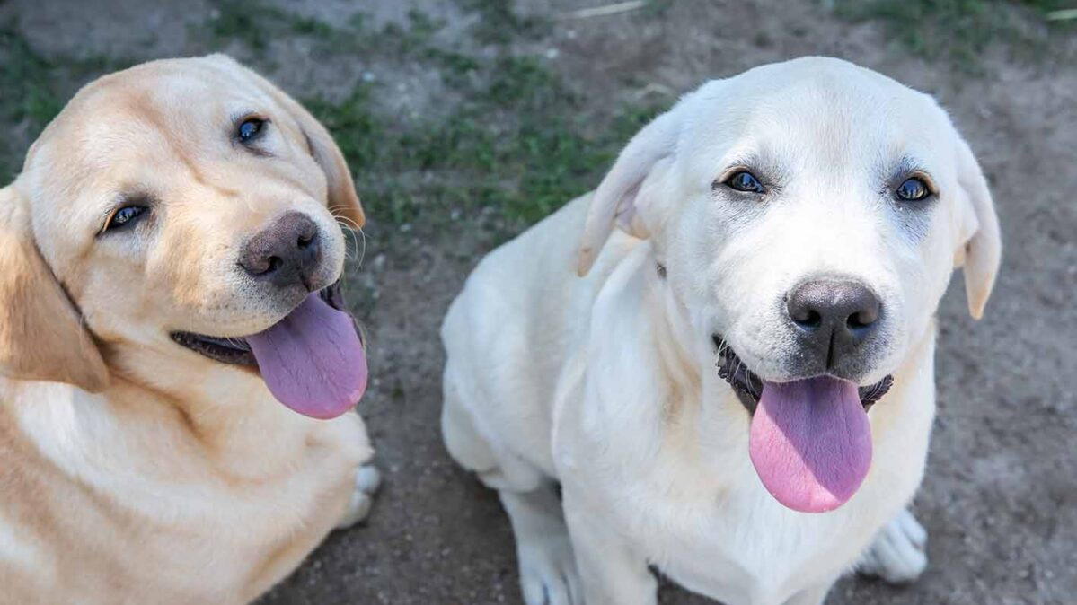 Los dos perros que serán adiestrados para encontrar hasta ocho tipos de venenos en el medio natural.