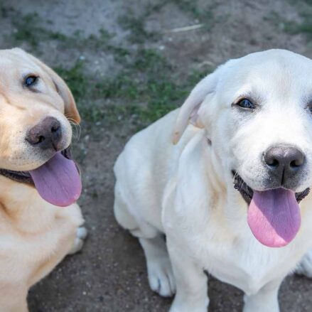 Los dos perros que serán adiestrados para encontrar hasta ocho tipos de venenos en el medio natural.