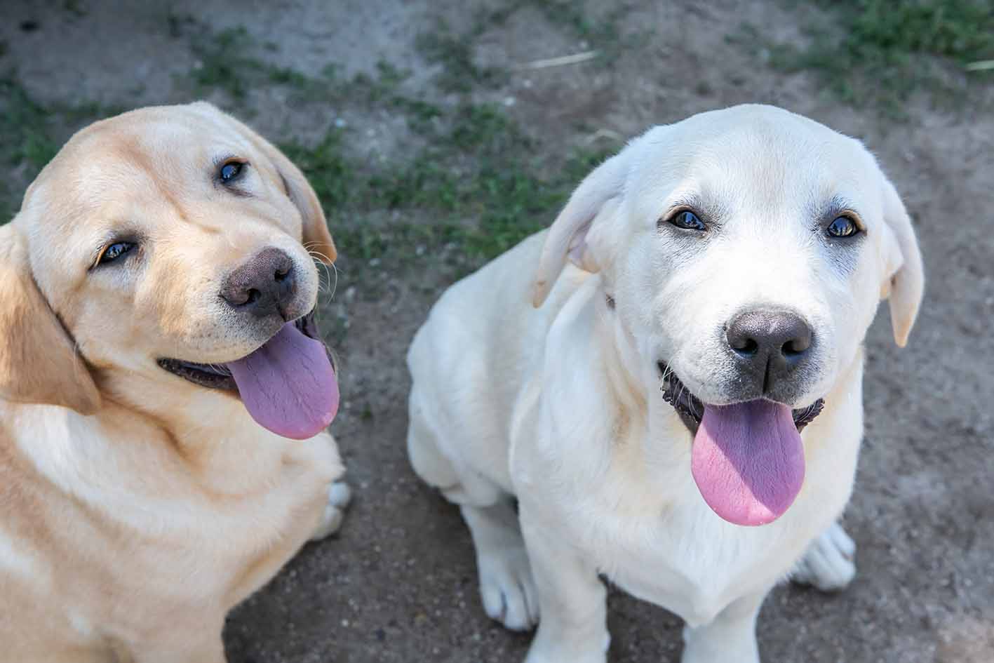 Los dos perros que serán adiestrados para encontrar hasta ocho tipos de venenos en el medio natural.