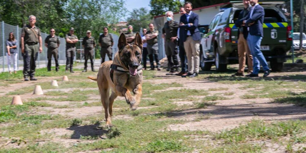 unidad canina Toledo