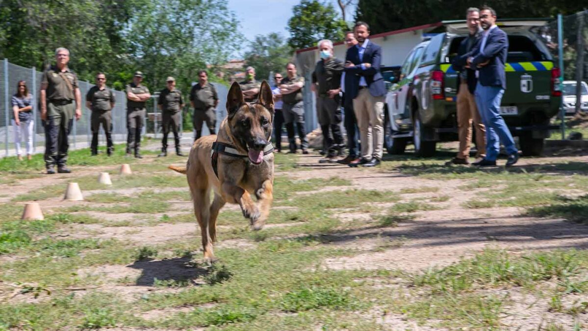 unidad canina Toledo