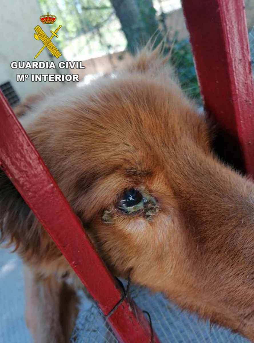 El dueño no hizo caso a los agentes para que cuide bien a sus perros.