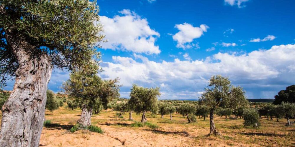 olivar-alta-alcarria-cuenca