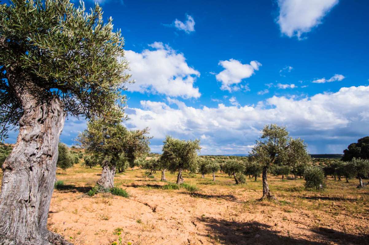 olivar-alta-alcarria-cuenca