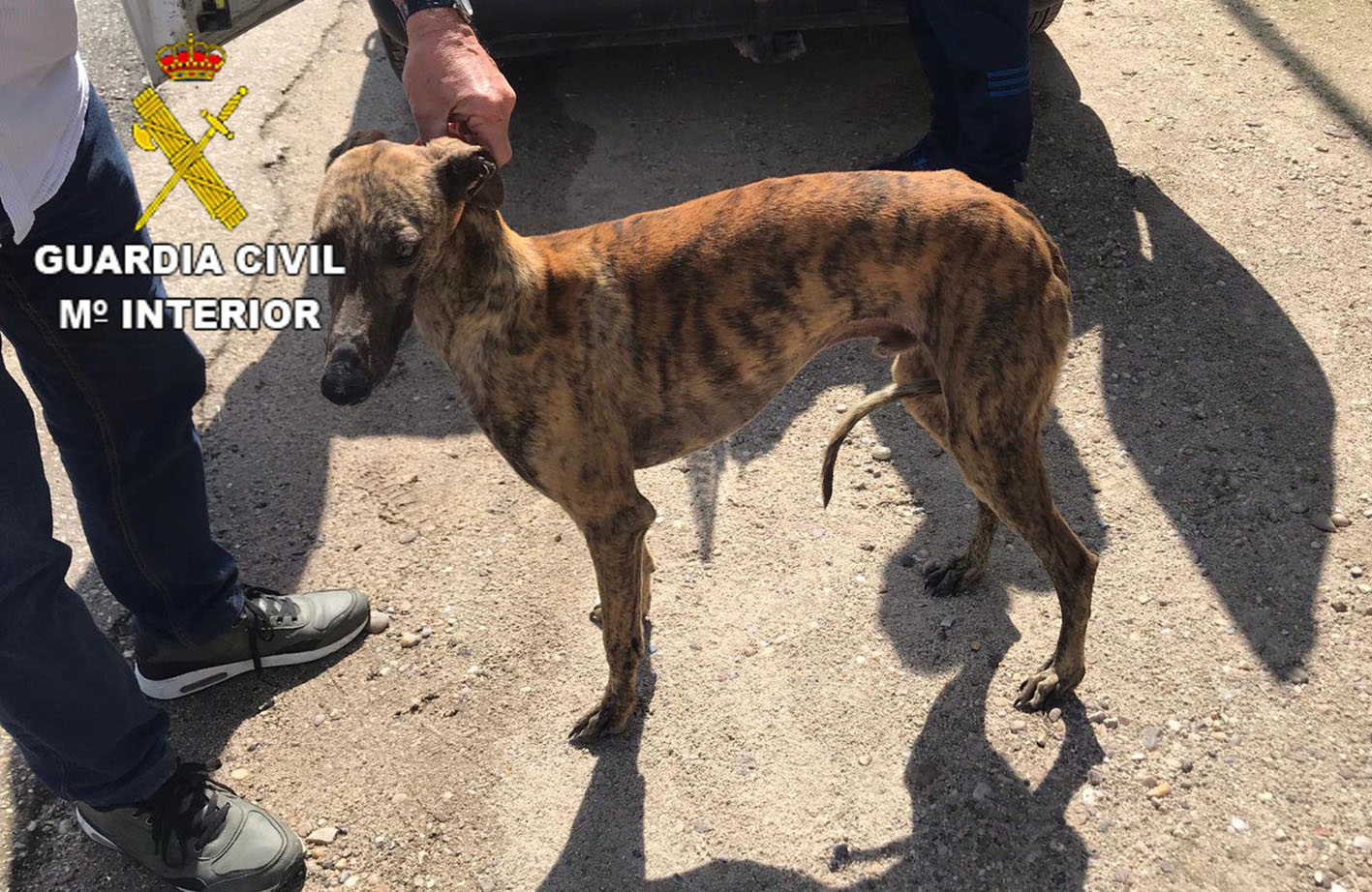 El galgo que había sido robado en Olías del Rey.