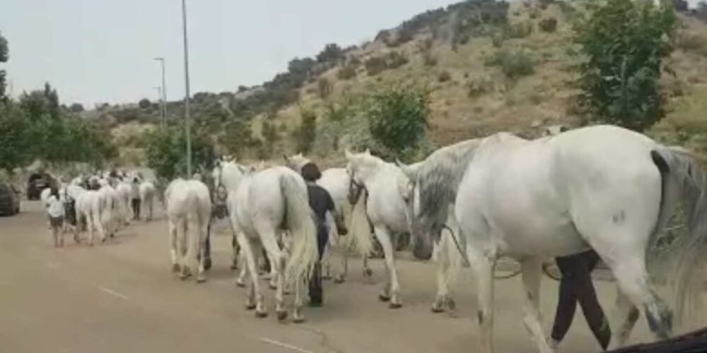 Imagen de los caballos del Puy du Fou cuando estaban siendo evacuados.