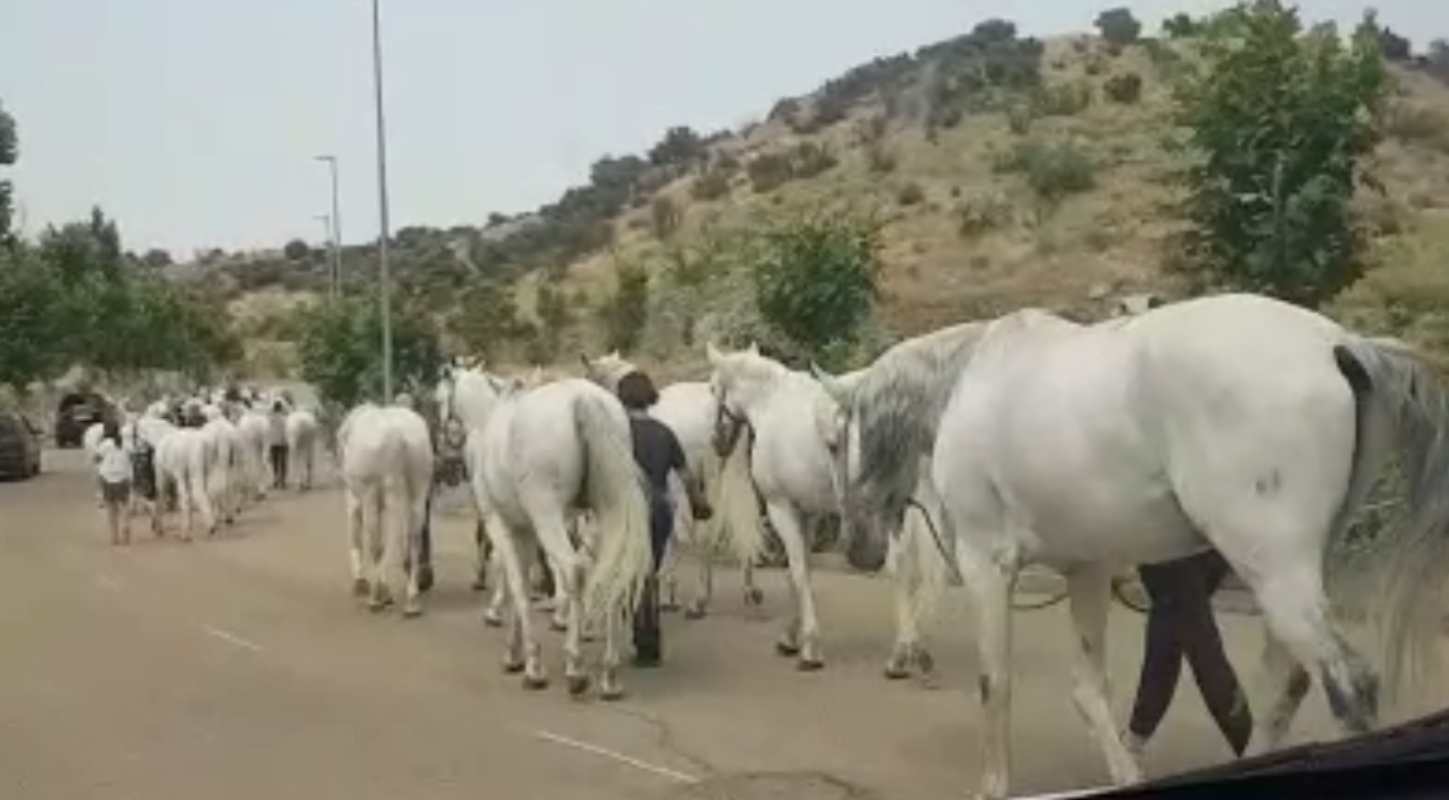 Imagen de los caballos del Puy du Fou cuando estaban siendo evacuados.
