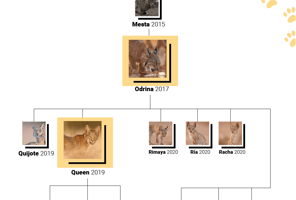 El árbol genealógico de los linces nacidos en un pajar.